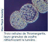 trois cellules de Thiomargarita